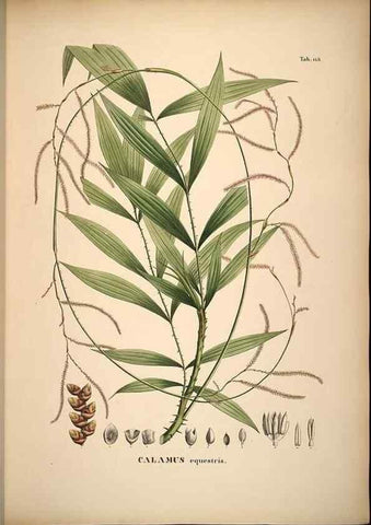 Reproducción/Reproduction 49785062066: Historia naturalis palmarum. Lipsiae: T.O. Weigel, [1823-50]. 