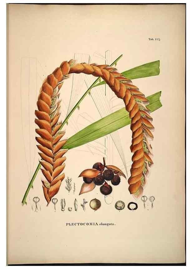 Reproducción/Reproduction 49785062201: Historia naturalis palmarum. Lipsiae: T.O. Weigel, [1823-50]. 