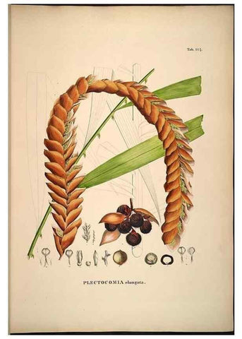 Reproducción/Reproduction 49785062201: Historia naturalis palmarum. Lipsiae: T.O. Weigel, [1823-50]. 
