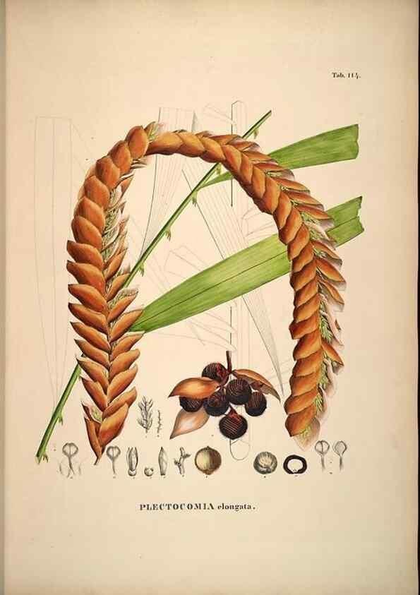 Reproducción/Reproduction 49785062201: Historia naturalis palmarum. Lipsiae: T.O. Weigel, [1823-50]. 