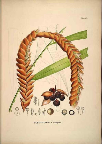 Reproducción/Reproduction 49785062201: Historia naturalis palmarum. Lipsiae: T.O. Weigel, [1823-50]. 