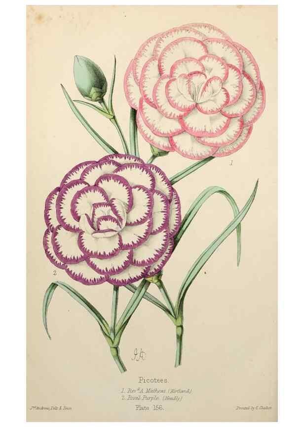 Reproducción/Reproduction 49784937831: The florist, fruitist, and garden miscellany.. London :Chapman and Hall,1852-. 