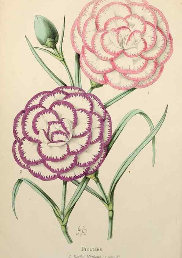 Reproducción/Reproduction 49784937831: The florist, fruitist, and garden miscellany.. London :Chapman and Hall,1852-. 