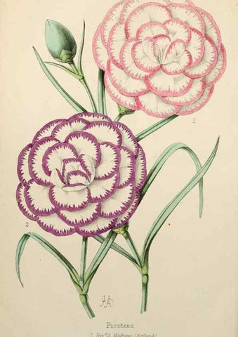 Reproducción/Reproduction 49784937831: The florist, fruitist, and garden miscellany.. London :Chapman and Hall,1852-. 