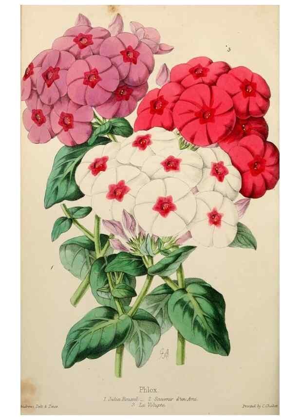 Reproducción/Reproduction 49785259402: The florist, fruitist, and garden miscellany.. London :Chapman and Hall,1852-. 