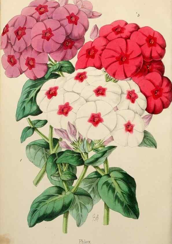 Reproducción/Reproduction 49785259402: The florist, fruitist, and garden miscellany.. London :Chapman and Hall,1852-. 