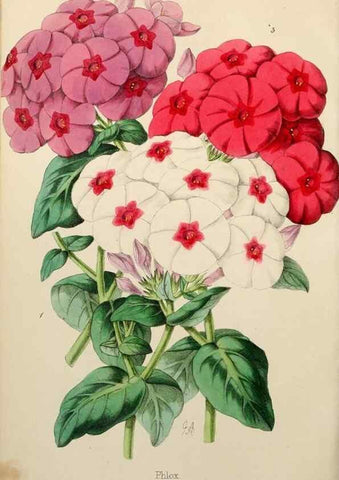 Reproducción/Reproduction 49785259402: The florist, fruitist, and garden miscellany.. London :Chapman and Hall,1852-. 