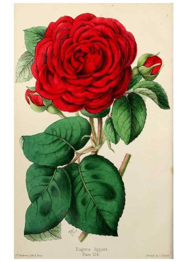 Reproducción/Reproduction 49785259087: The florist, fruitist, and garden miscellany.. London :Chapman and Hall,1852-. 
