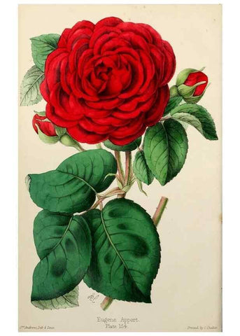 Reproducción/Reproduction 49785259087: The florist, fruitist, and garden miscellany.. London :Chapman and Hall,1852-. 