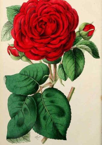 Reproducción/Reproduction 49785259087: The florist, fruitist, and garden miscellany.. London :Chapman and Hall,1852-. 
