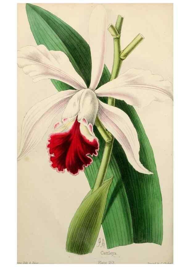 Reproducción/Reproduction 49784936841: The florist, fruitist, and garden miscellany.. London :Chapman and Hall,1852-. 