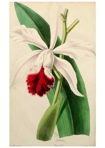 Reproducción/Reproduction 49784936841: The florist, fruitist, and garden miscellany.. London :Chapman and Hall,1852-. 