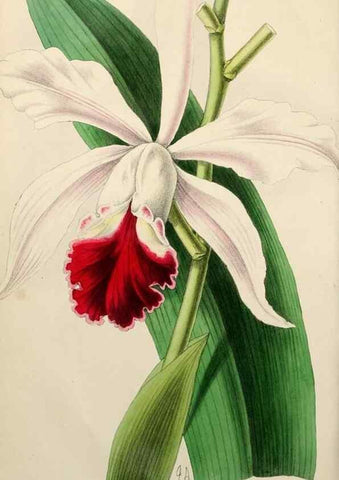 Reproducción/Reproduction 49784936841: The florist, fruitist, and garden miscellany.. London :Chapman and Hall,1852-. 