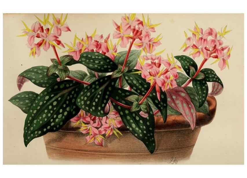 Reproducción/Reproduction 49784279503: The florist, fruitist, and garden miscellany.. London :Chapman and Hall,1852-. 