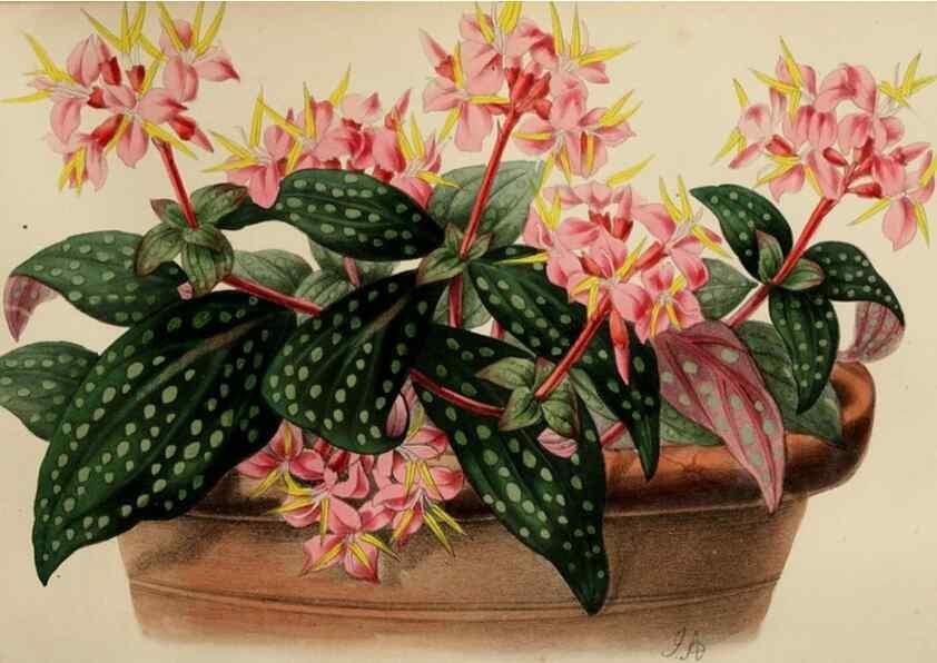 Reproducción/Reproduction 49784279503: The florist, fruitist, and garden miscellany.. London :Chapman and Hall,1852-. 