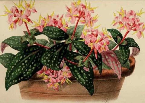 Reproducción/Reproduction 49784279503: The florist, fruitist, and garden miscellany.. London :Chapman and Hall,1852-. 
