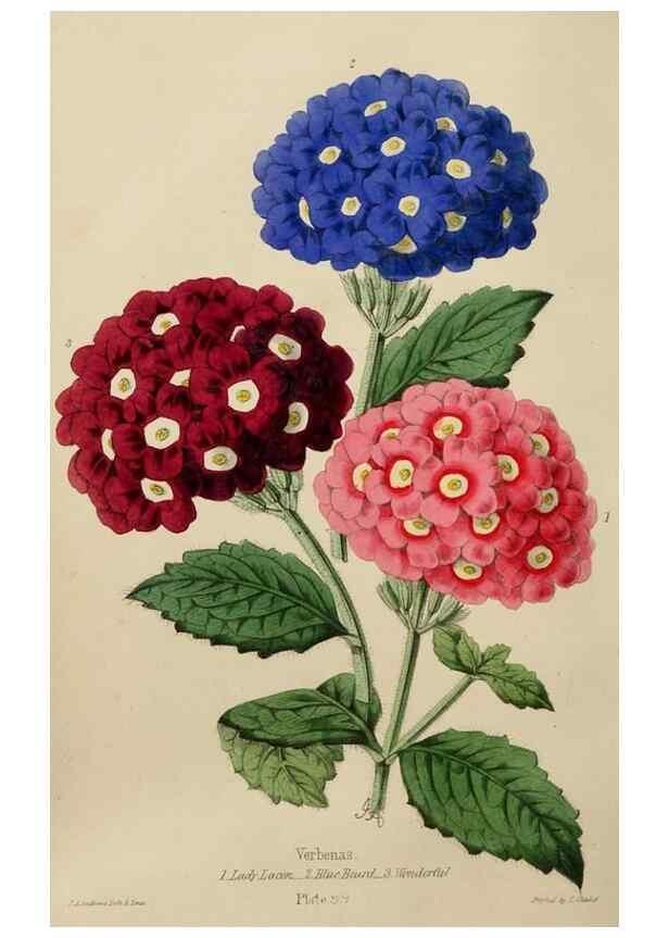 Reproducción/Reproduction 49784279733: The florist, fruitist, and garden miscellany.. London :Chapman and Hall,1852-. 