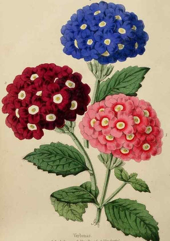 Reproducción/Reproduction 49784279733: The florist, fruitist, and garden miscellany.. London :Chapman and Hall,1852-. 