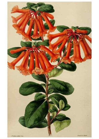 Reproducción/Reproduction 49784817011: The florist, fruitist, and garden miscellany.. London :Chapman and Hall,1852-. 