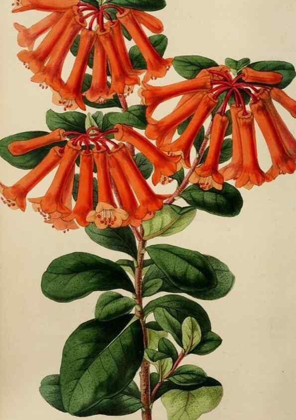 Reproducción/Reproduction 49784817011: The florist, fruitist, and garden miscellany.. London :Chapman and Hall,1852-. 