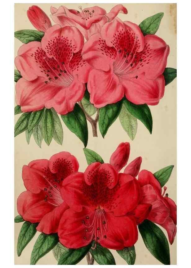 Reproducción/Reproduction 49785141477: The florist, fruitist, and garden miscellany.. London :Chapman and Hall,1852-. 