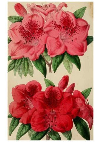 Reproducción/Reproduction 49785141477: The florist, fruitist, and garden miscellany.. London :Chapman and Hall,1852-. 