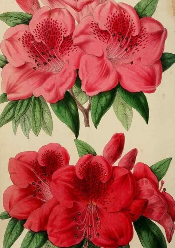 Reproducción/Reproduction 49785141477: The florist, fruitist, and garden miscellany.. London :Chapman and Hall,1852-. 