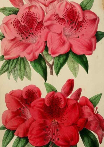 Reproducción/Reproduction 49785141477: The florist, fruitist, and garden miscellany.. London :Chapman and Hall,1852-. 