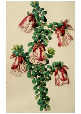 Reproducción/Reproduction 49785141757: The florist, fruitist, and garden miscellany.. London :Chapman and Hall,1852-. 