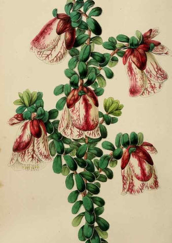 Reproducción/Reproduction 49785141757: The florist, fruitist, and garden miscellany.. London :Chapman and Hall,1852-. 