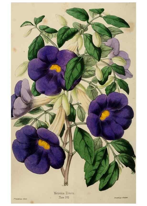 Reproducción/Reproduction 49784280823: The florist, fruitist, and garden miscellany.. London :Chapman and Hall,1852-. 