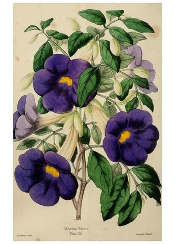 Reproducción/Reproduction 49784280823: The florist, fruitist, and garden miscellany.. London :Chapman and Hall,1852-. 