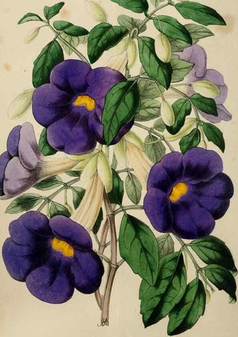 Reproducción/Reproduction 49784280823: The florist, fruitist, and garden miscellany.. London :Chapman and Hall,1852-. 