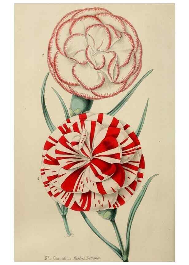 Reproducción/Reproduction 49785142622: The florist, fruitist, and garden miscellany.. London :Chapman and Hall,1852-. 