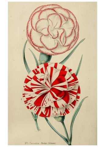 Reproducción/Reproduction 49785142622: The florist, fruitist, and garden miscellany.. London :Chapman and Hall,1852-. 
