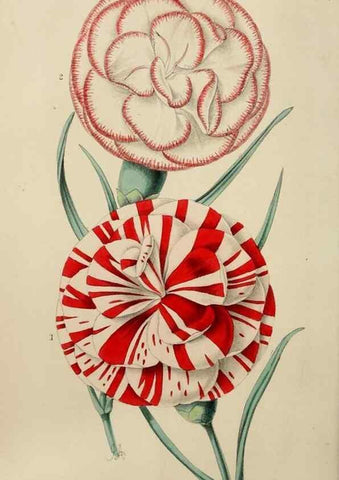 Reproducción/Reproduction 49785142622: The florist, fruitist, and garden miscellany.. London :Chapman and Hall,1852-. 