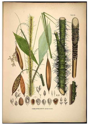 Reproducción/Reproduction 49785062336: Historia naturalis palmarum. Lipsiae: T.O. Weigel, [1823-50]. 