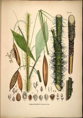 Reproducción/Reproduction 49785062336: Historia naturalis palmarum. Lipsiae: T.O. Weigel, [1823-50]. 