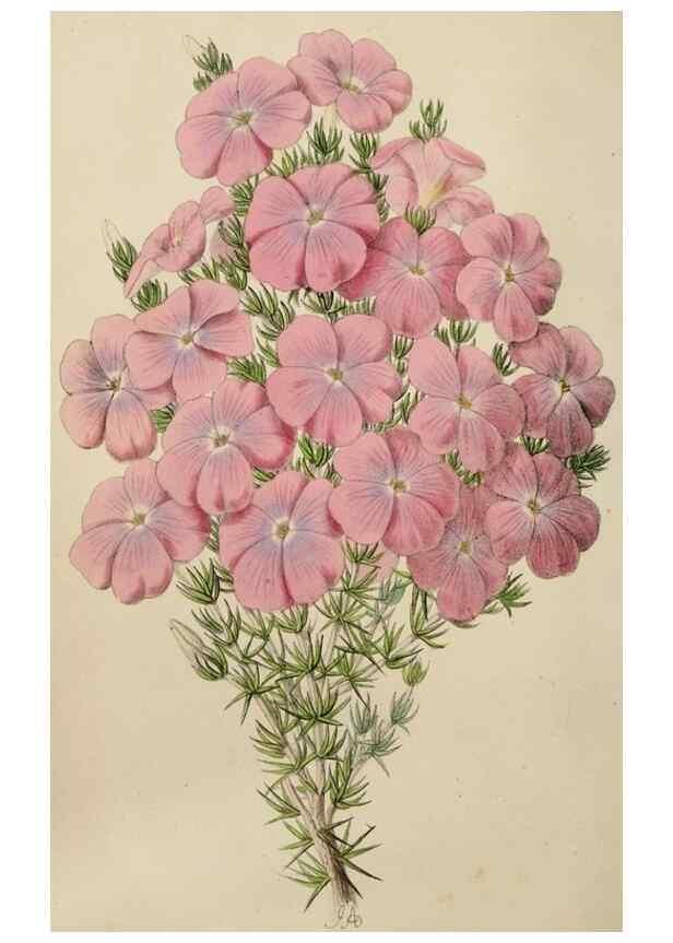Reproducción/Reproduction 49784818856: The florist, fruitist, and garden miscellany.. London :Chapman and Hall,1852-. 