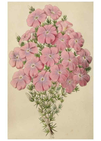 Reproducción/Reproduction 49784818856: The florist, fruitist, and garden miscellany.. London :Chapman and Hall,1852-. 