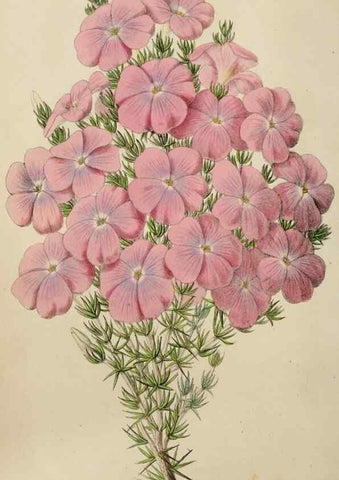 Reproducción/Reproduction 49784818856: The florist, fruitist, and garden miscellany.. London :Chapman and Hall,1852-. 