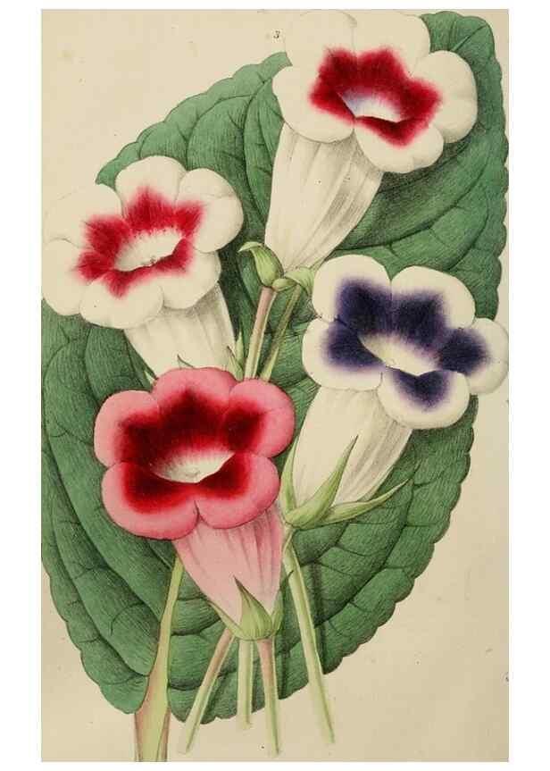Reproducción/Reproduction 49784282388: The florist, fruitist, and garden miscellany.. London :Chapman and Hall,1852-. 