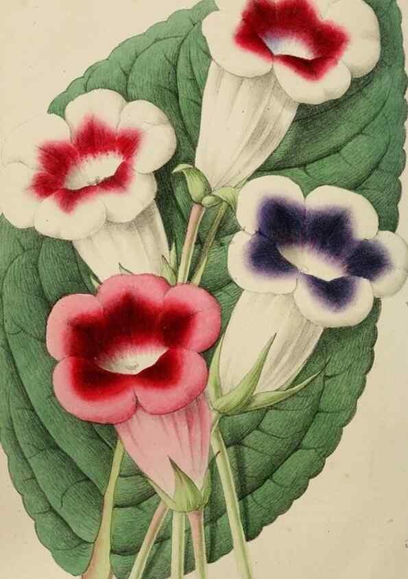 Reproducción/Reproduction 49784282388: The florist, fruitist, and garden miscellany.. London :Chapman and Hall,1852-. 
