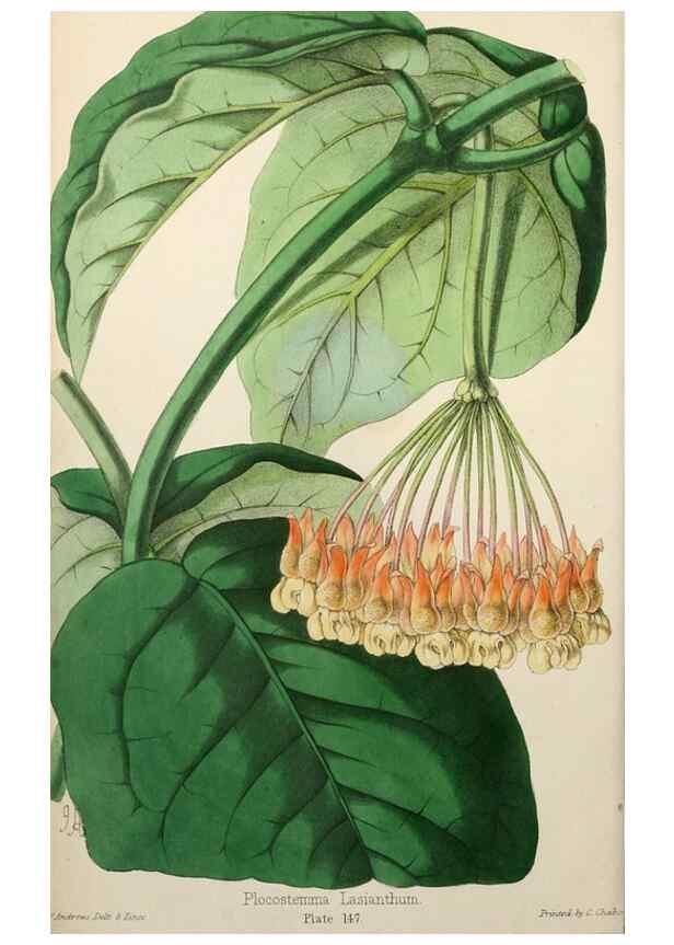 Reproducción/Reproduction 49785255722: The florist, fruitist, and garden miscellany.. London :Chapman and Hall,1852-. 