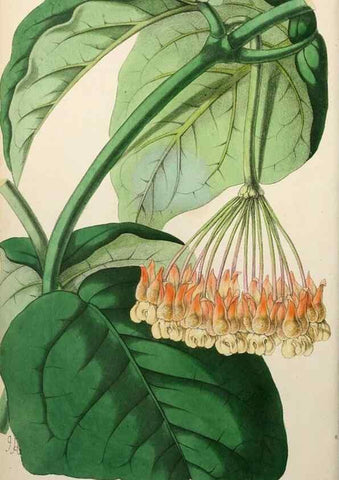 Reproducción/Reproduction 49785255722: The florist, fruitist, and garden miscellany.. London :Chapman and Hall,1852-. 