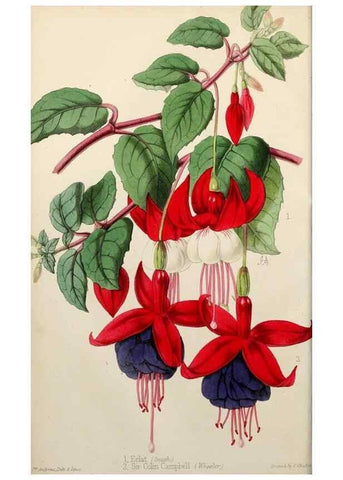 Reproducción/Reproduction 49784933906: The florist, fruitist, and garden miscellany.. London :Chapman and Hall,1852-. 