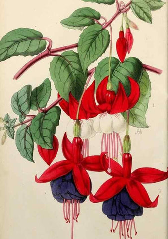 Reproducción/Reproduction 49784933906: The florist, fruitist, and garden miscellany.. London :Chapman and Hall,1852-. 
