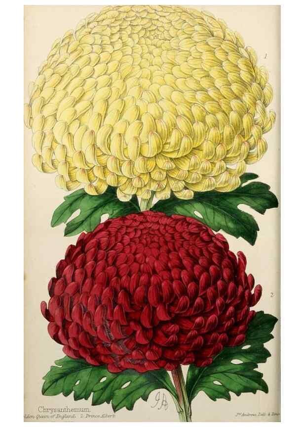 Reproducción/Reproduction 49784396998: The florist, fruitist, and garden miscellany.. London :Chapman and Hall,1852-. 