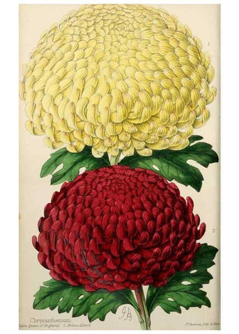 Reproducción/Reproduction 49784396998: The florist, fruitist, and garden miscellany.. London :Chapman and Hall,1852-. 