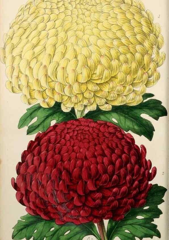 Reproducción/Reproduction 49784396998: The florist, fruitist, and garden miscellany.. London :Chapman and Hall,1852-. 
